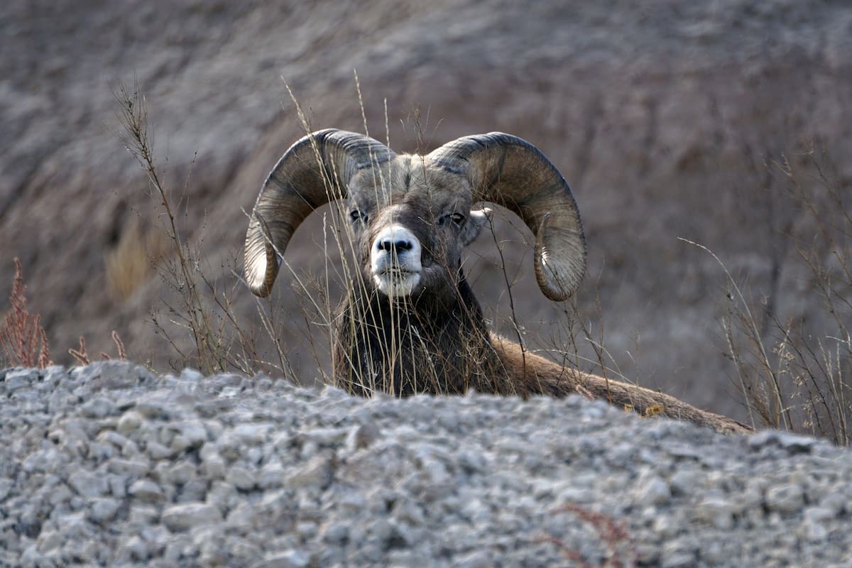 Borrego cimarrón nace en el Bosque de la Ciudad