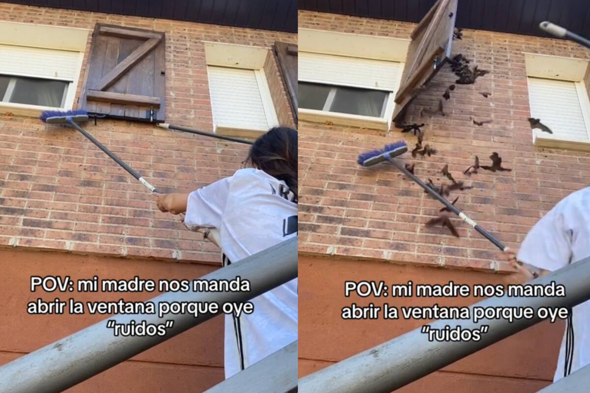 Jóvenes quedan aterradas al encontrar un grupo de murciélagos detrás de la protección de una ventana | VIDEO