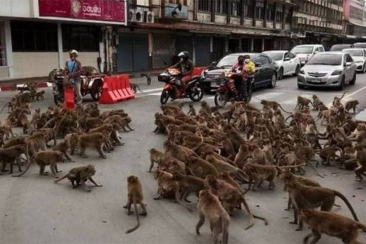VIRAL: Enfrentamiento de monos rivales en las calles de Tailandia soprende a turistas y habitantes