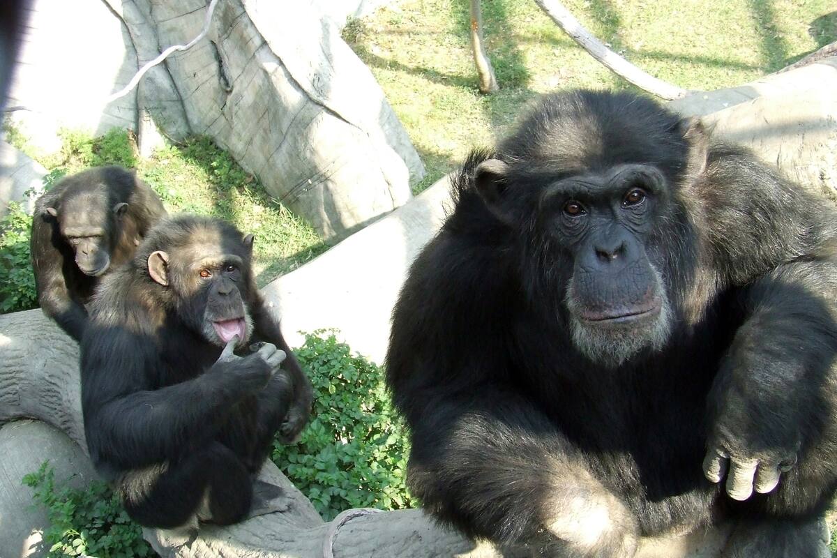 Conoce las estafas que ocurren en el Zoológico de Chapultepec, según Caballero Guus