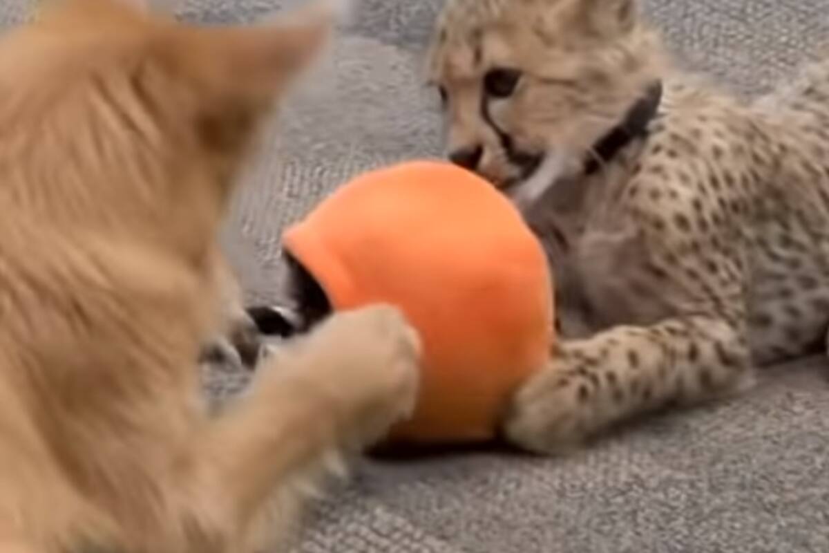 VIDEO: Hermosa amistad entre un bebé guepardo y un perro se volvió viral