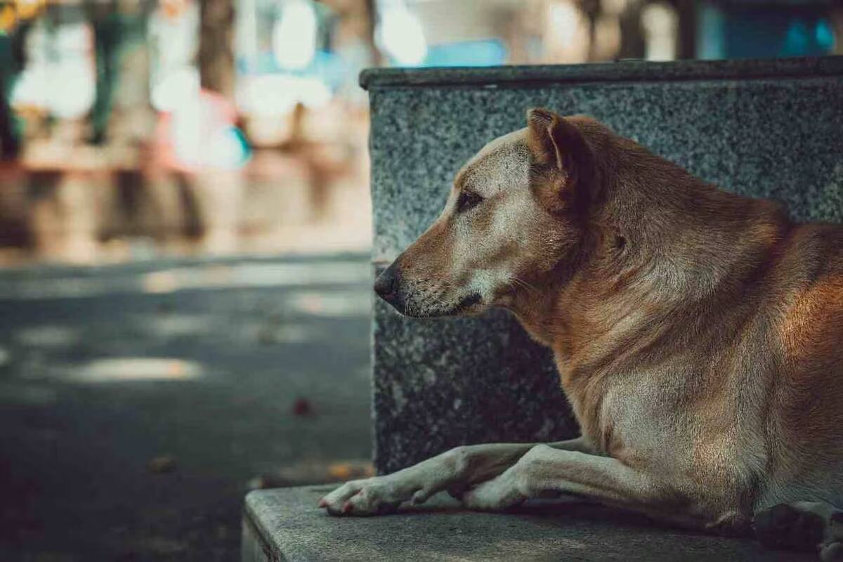 Tiene Fiscalía Regional 12 carpetas de investigación por ataques de perros