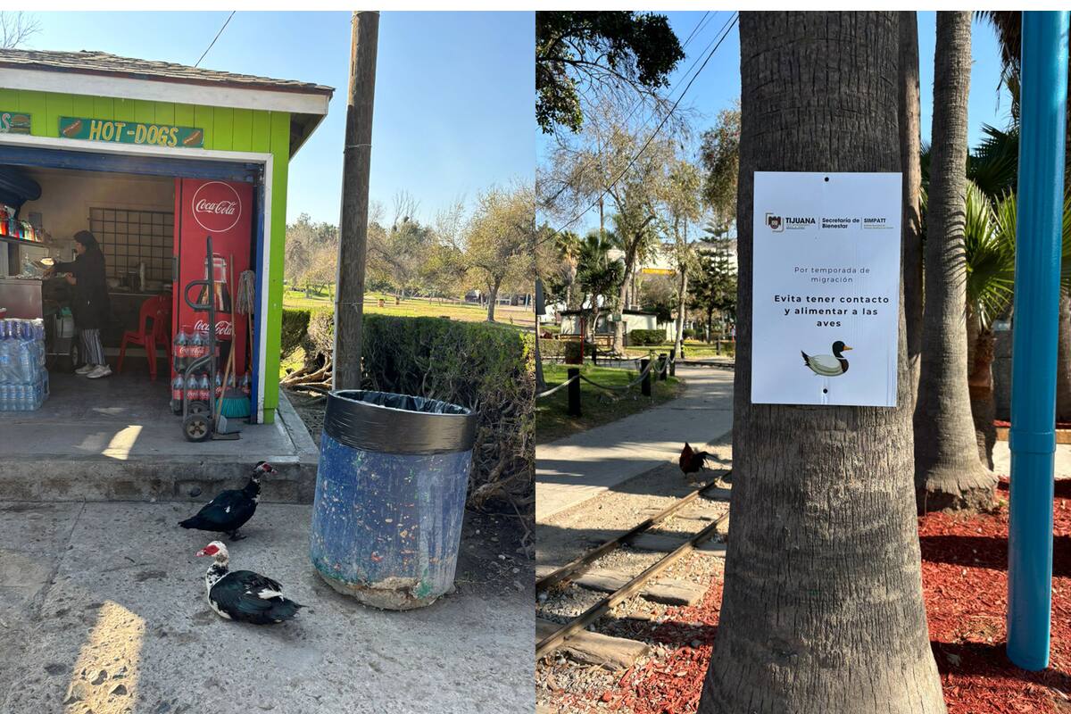 En el Parque de la Amistad no se sacrificó a ningún ave, solo fueron las que murieron, pero ninguna otra se infectó.