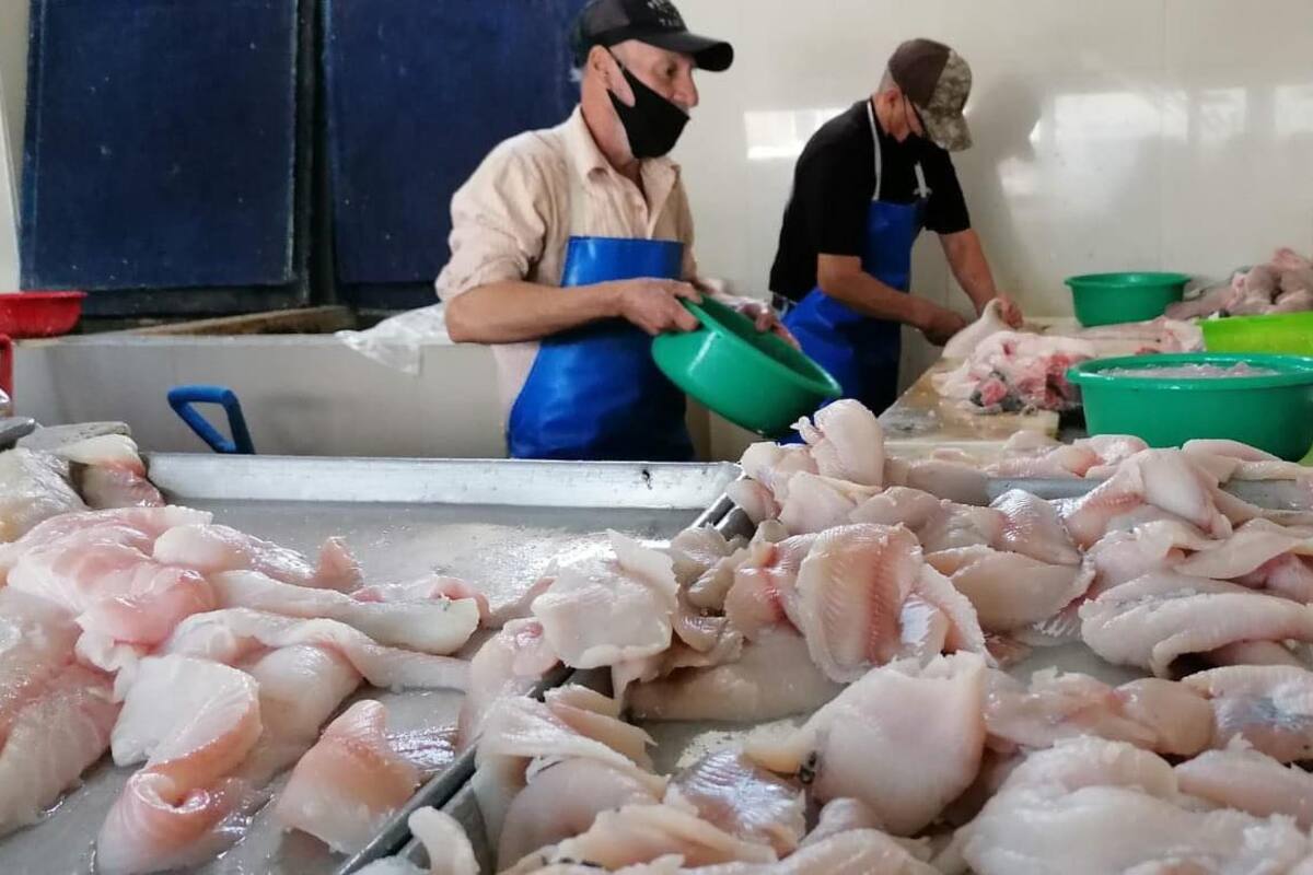 Muestran pescaderías de Obregón 60% más ventas por Semana Santa