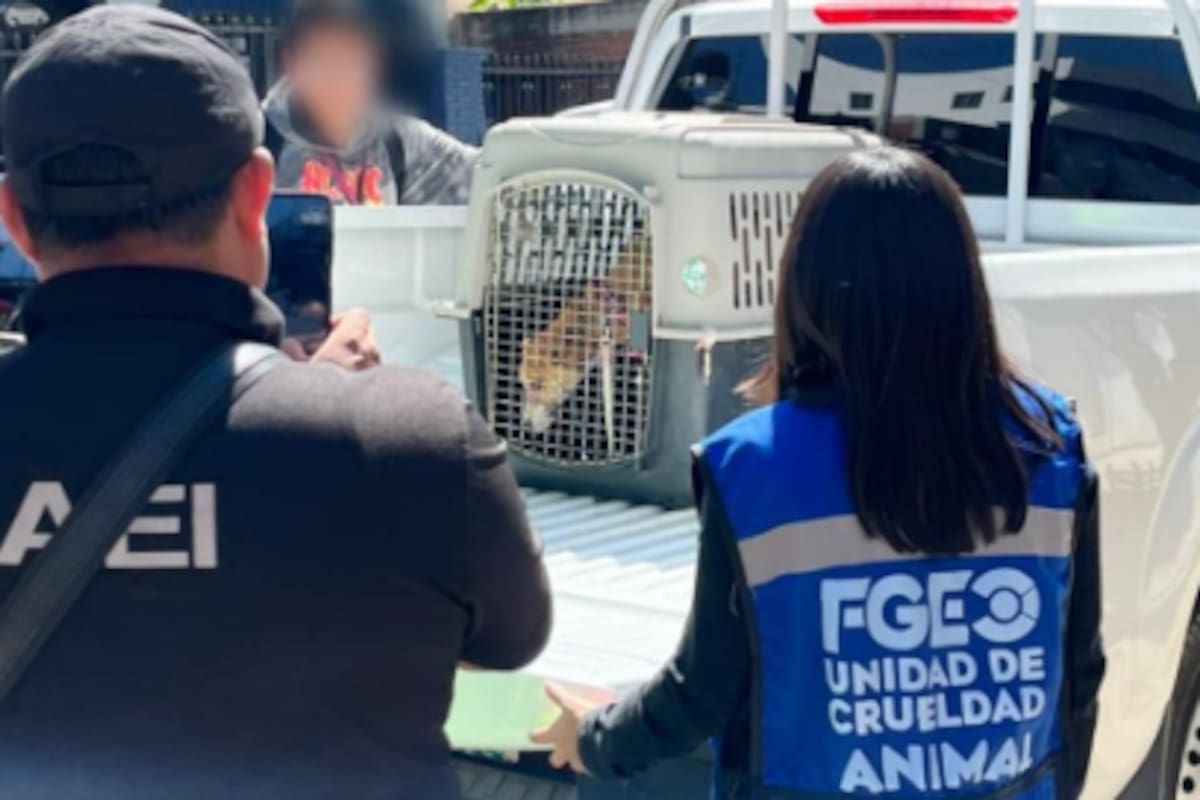 Rescatan a dos perros abandonados en azotea de Oaxaca: presentaban desnutrición, deshidratación y parásitos