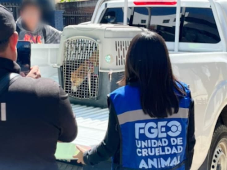 Rescatan a dos perros abandonados en azotea de Oaxaca: presentaban desnutrición, deshidratación y parásitos