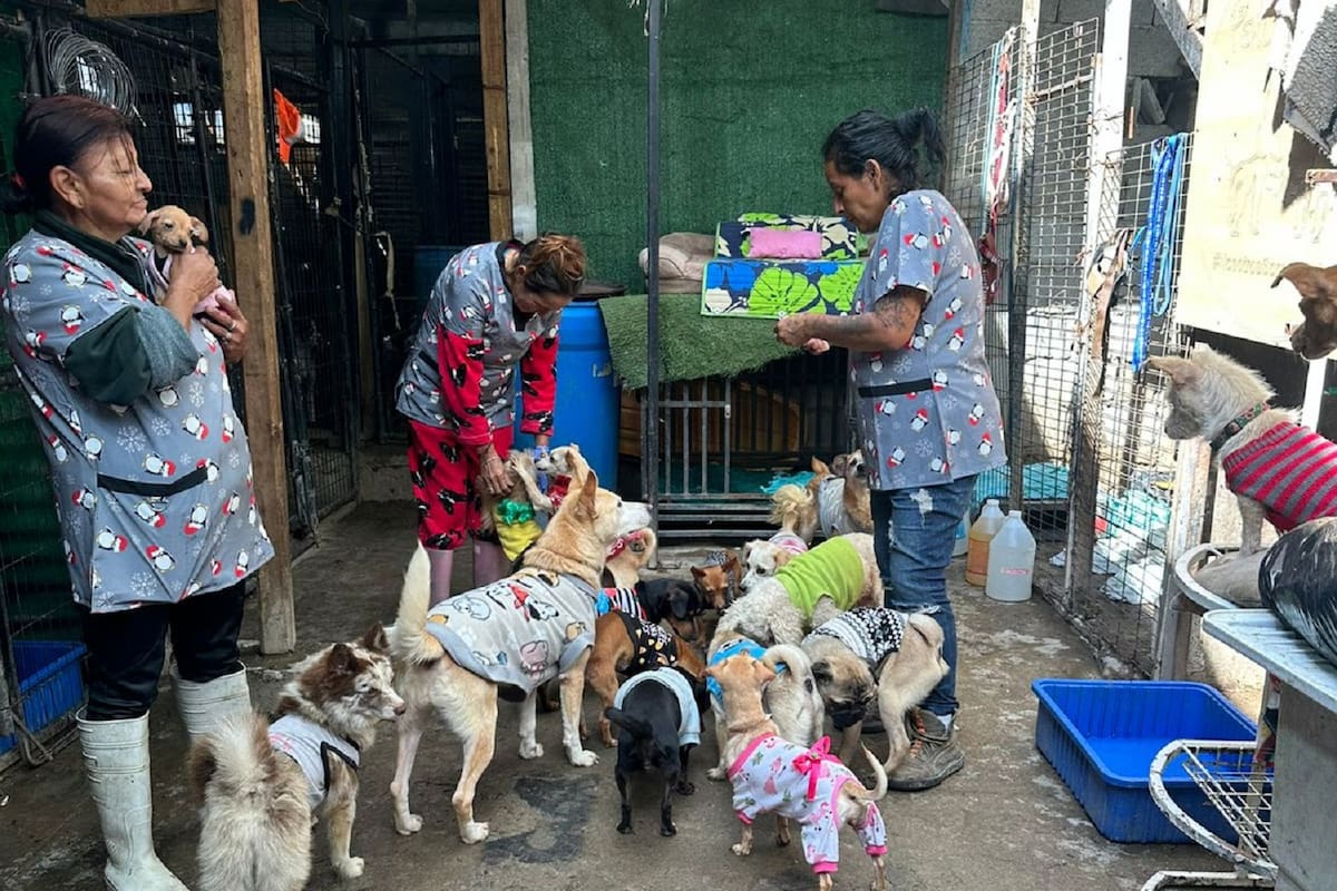 Busca salvar refugio ‘’Patitas firmes’' y cubrir gastos médicos con rifa