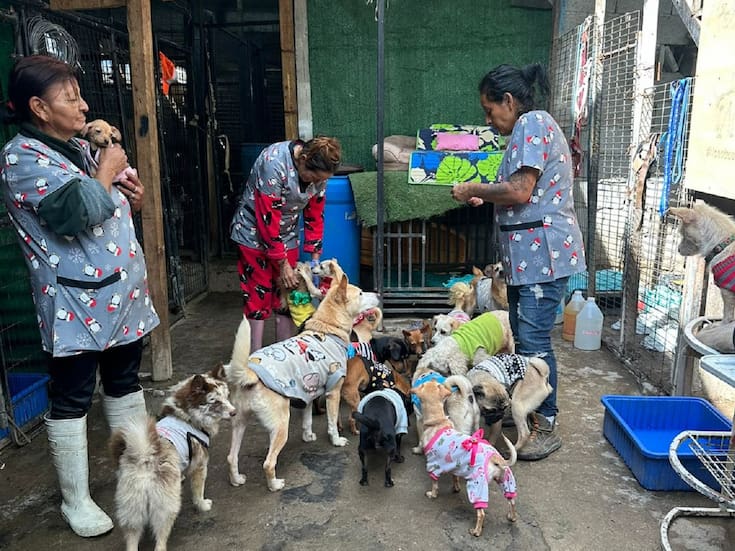 Busca salvar refugio ‘’Patitas firmes’' y cubrir gastos médicos con rifa