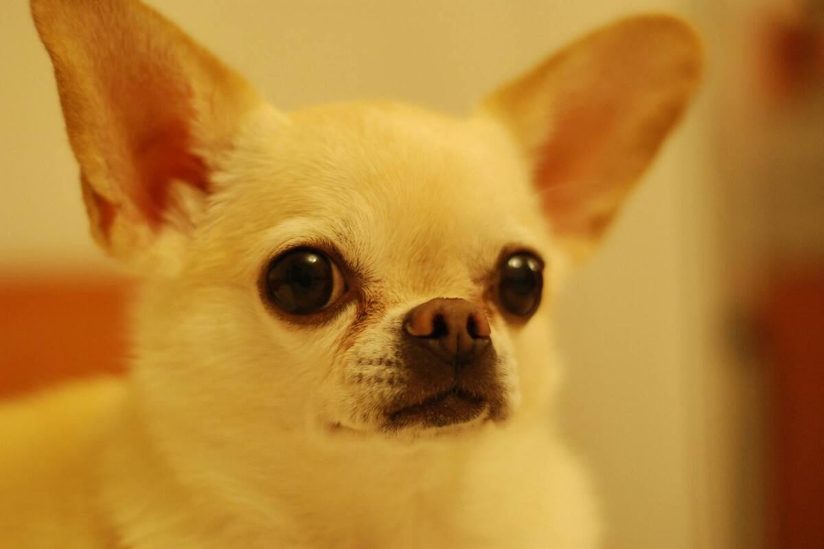 ¿Por qué los perros chihuahuas son agresivos?