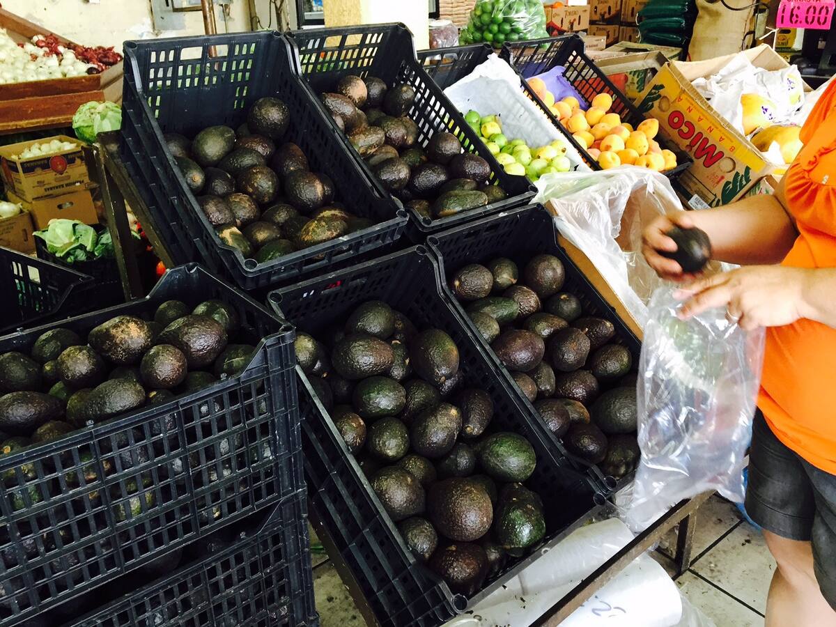El precio del aguacate oscila entre los 80 y 130 pesos. | Archivo GH.