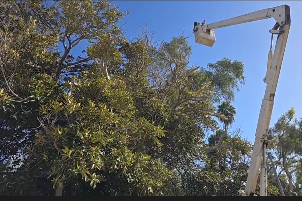 Podan árbol del Parque Revolución por invasión de hongos