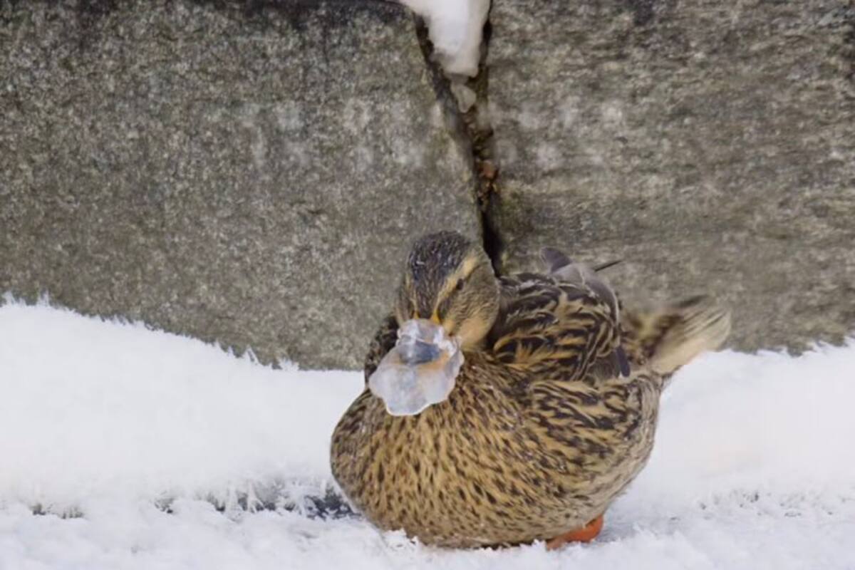 Se congela pico de patito en Suecia por bajas temperaturas