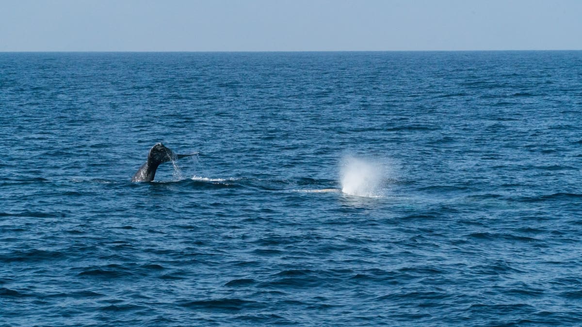 Fue una temporada regular para el avistamiento de la ballena gris