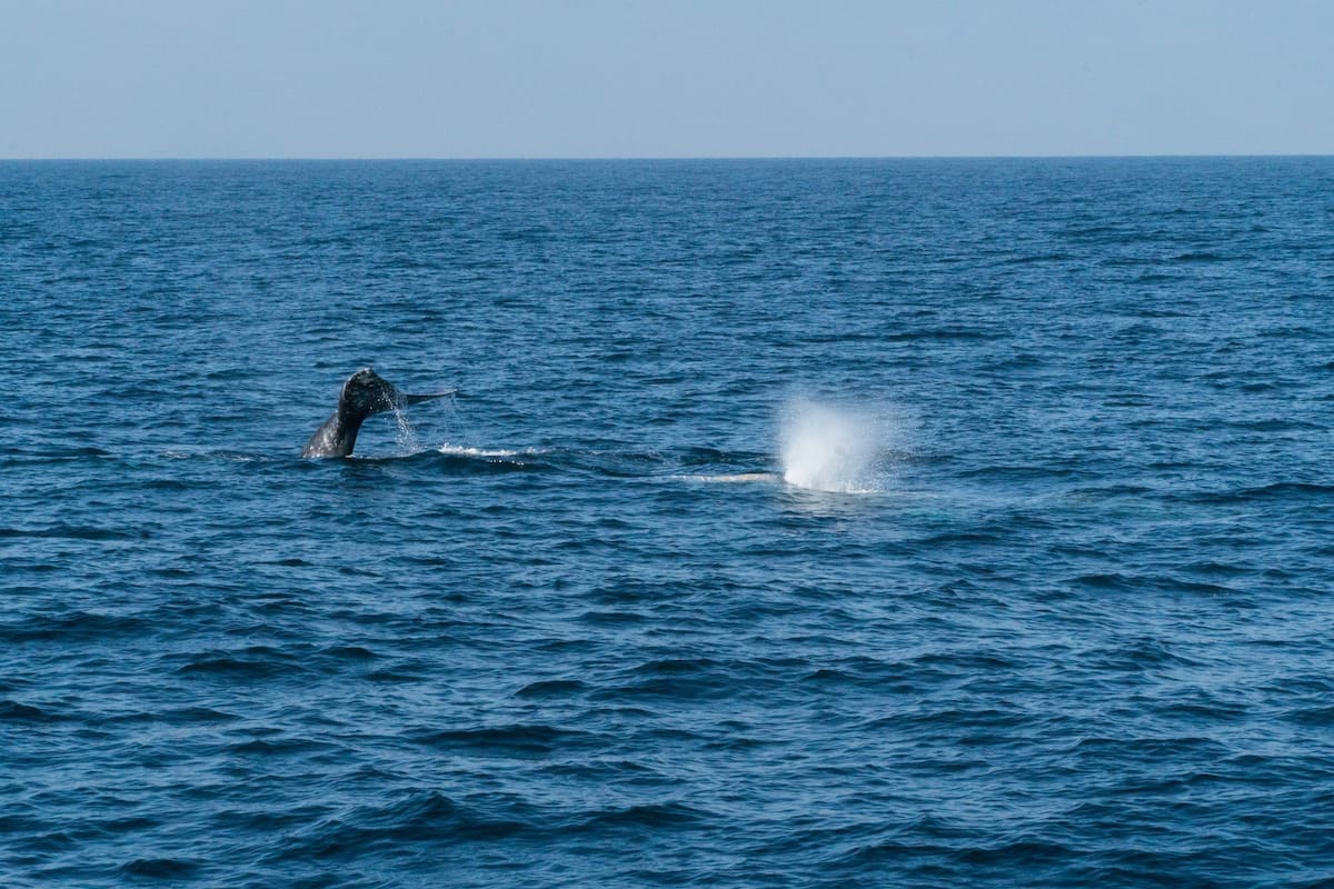 Fue una temporada regular para el avistamiento de la ballena gris