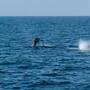 Fue una temporada regular para el avistamiento de la ballena gris