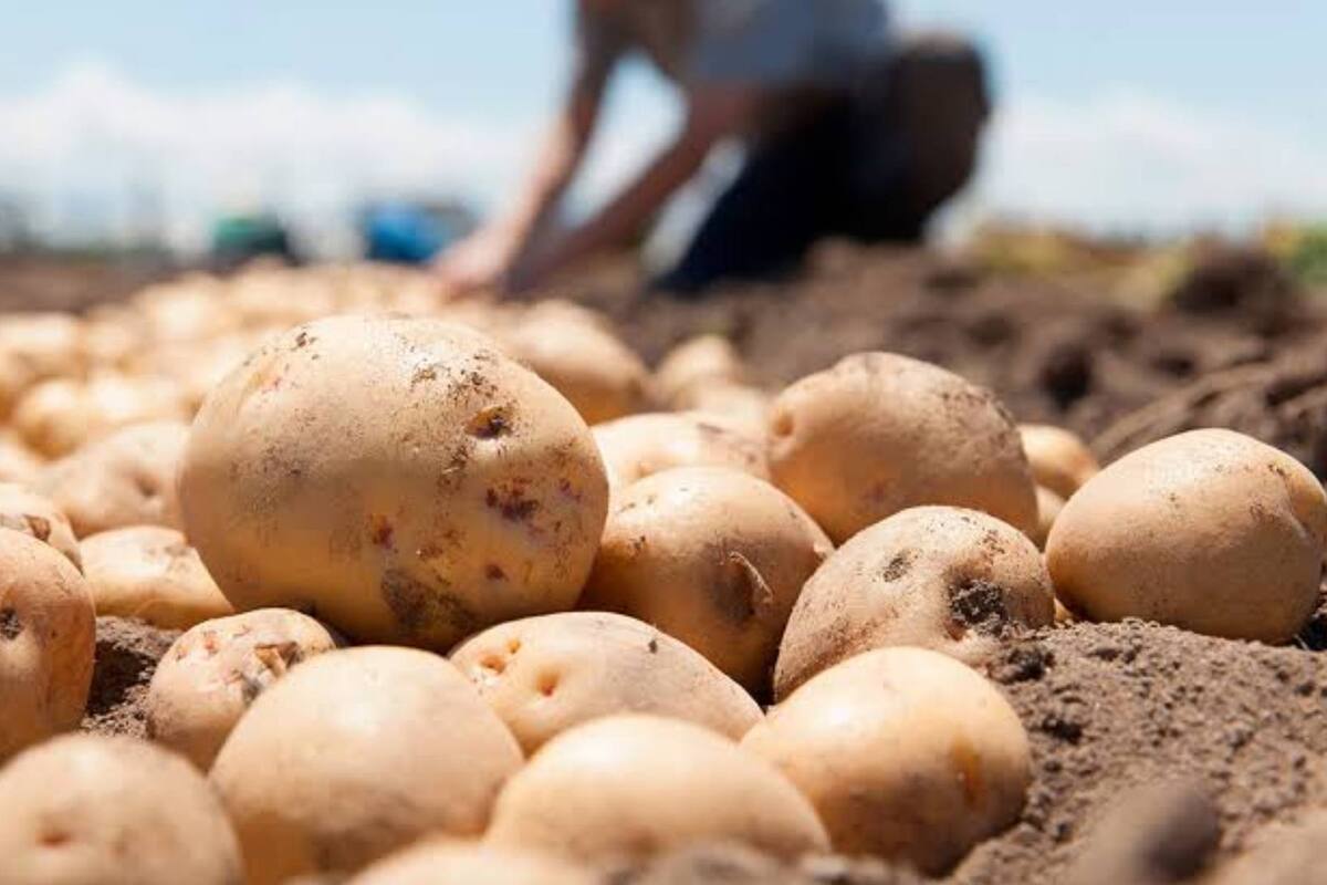 Preparan la siembra de papa en el Valle del Yaqui