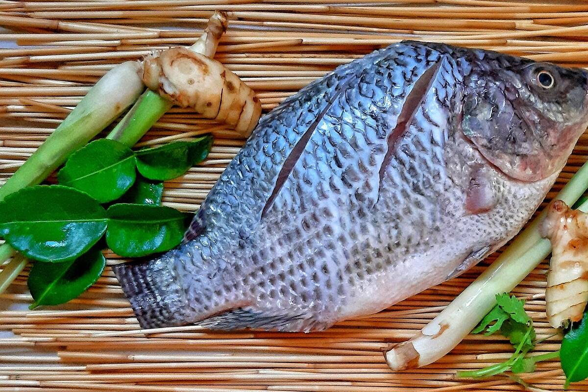 Incluye tilapia en tu dieta y cumple tu propósito de una alimentación balanceada