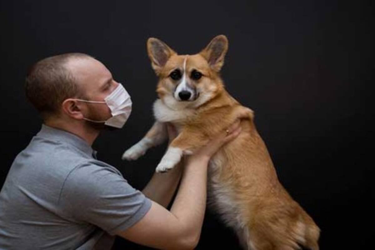 OMS: No se ha comprobado que el pelaje de mascotas transmita Covid-19