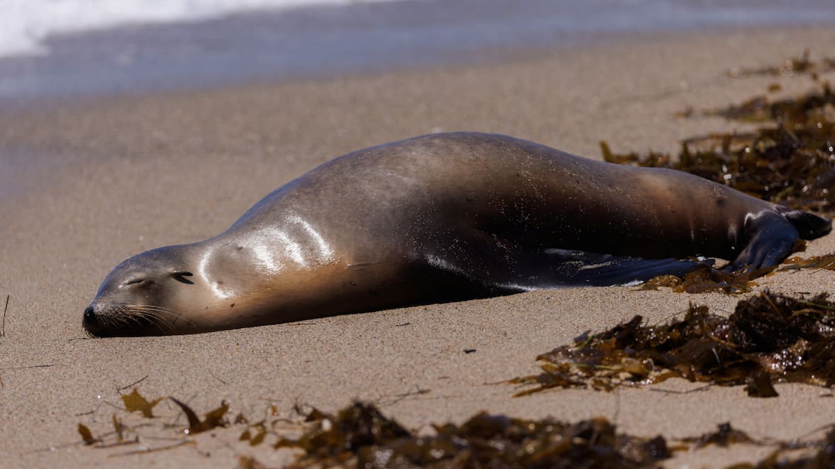 Chile mantiene abierto el debate sobre la protección del lobo marino común mientras pescadores denuncian pérdidas de hasta 1.8 millones de dólares al año y científicos plantean alternativas para reducir las interacciones sin recurrir a la caza. Foto: REUTERS