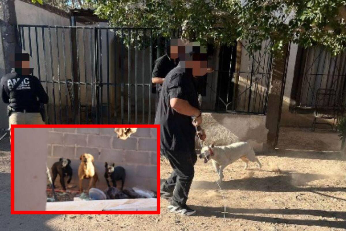 Rescatan a 4 caninos víctimas de maltrato animal en Caborca
