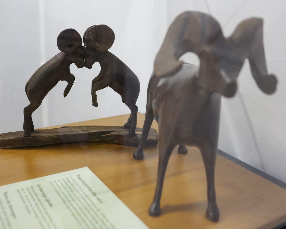 El Museo del Bosque de la Ciudad inauguró una exposición dedicada a este emblemático animal para difundir su historia, biología y conservación. Foto: Javier Gallegos