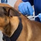 Tijuana lleva jornadas gratuitas para mascotas a las 9 delegaciones con vacunas, antipulgas y esterilización
