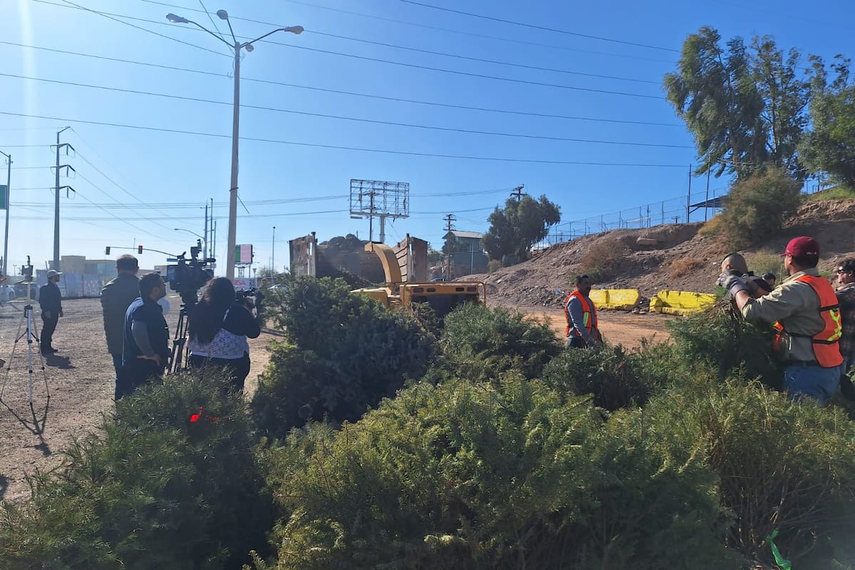 Han entregado 150 pinos navideños en centros de acopio de Mexicali