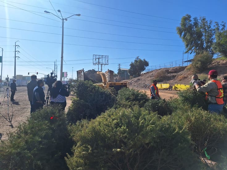 Han entregado 150 pinos navideños en centros de acopio de Mexicali