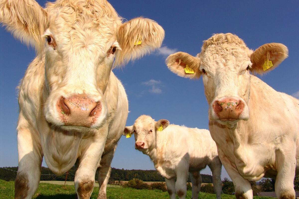 Localizan a vacas perdidas tras paso de huracán Dorian