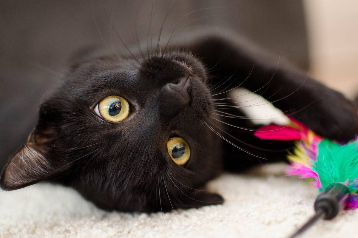 Piden no dar en adopción a gatos negros que pudieran ser sacrificados en 'Halloween'