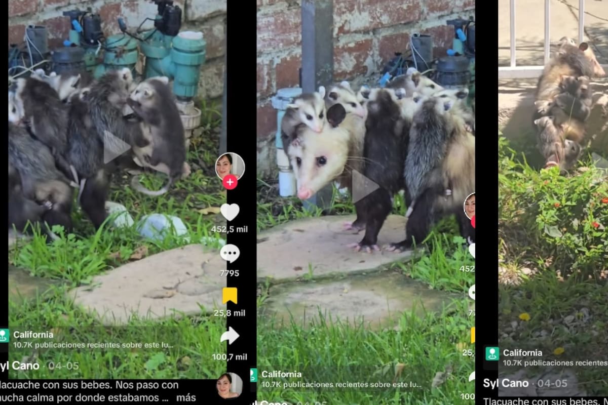 Zarigüeya pasea tranquilamente con sus crías por el patio de una casa