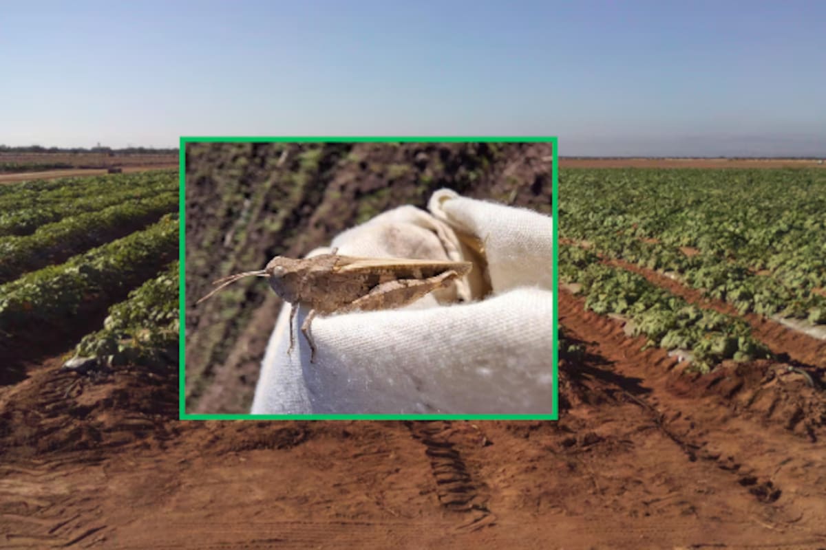 Incrementa presencia de grillos y chapulines en el Valle del Yaqui