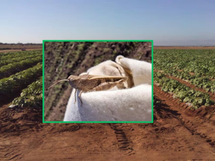 Incrementa presencia de grillos y chapulines en el Valle del Yaqui