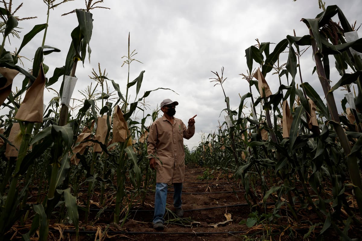 “En México somos autosuficientes en maíz blanco, no transgénico”: Secretario de Agricultura reafirma que el país no necesita importarlo