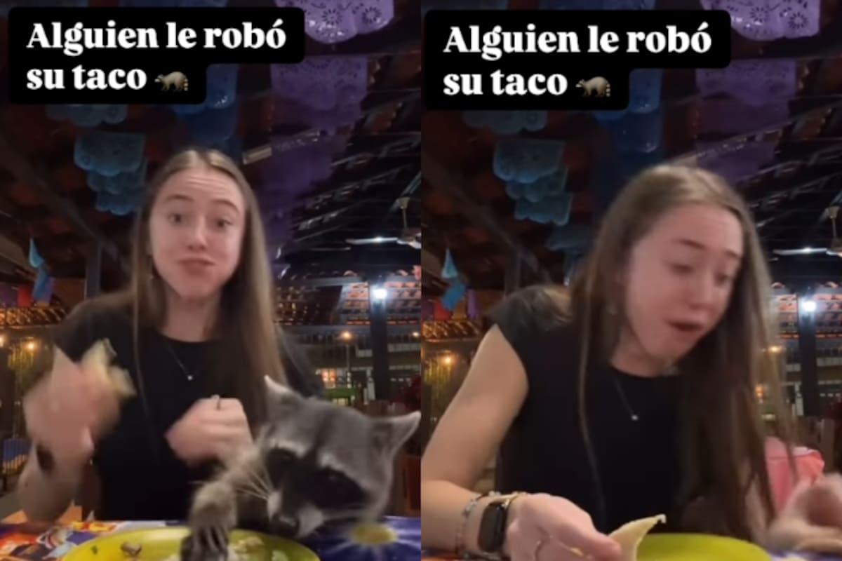 Mapache le roba un taco a una mujer la cual estaba comiendo en un restaurante
