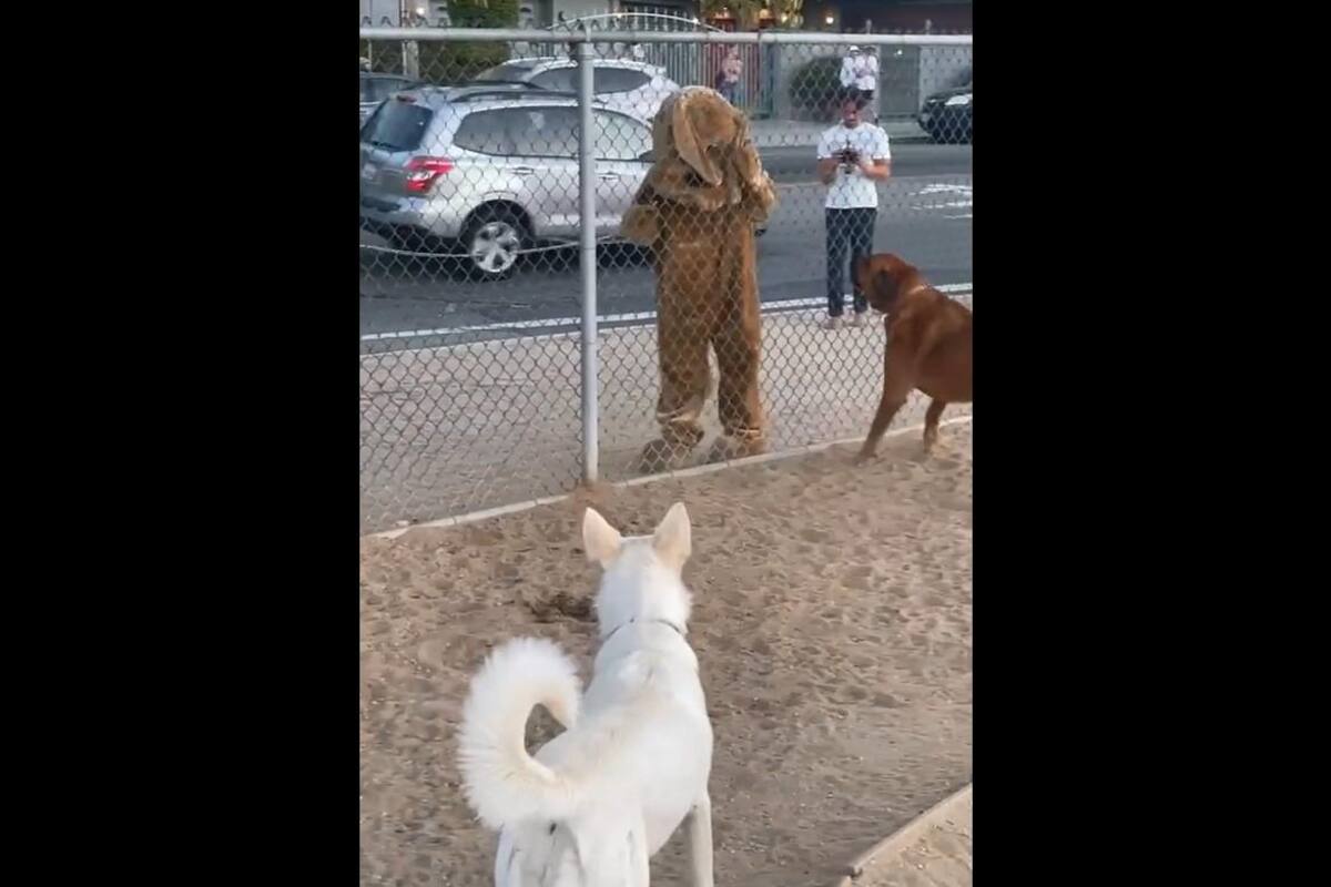 Hombre se disfraza de perro y la reacción de los caninos se viraliza