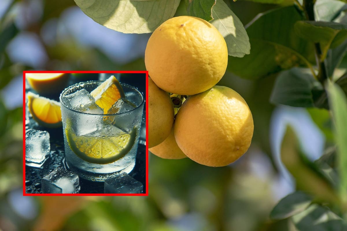 ¿El agua con limón ayuda a bajar de peso? Estos son sus beneficios para la salud