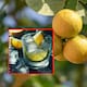 ¿El agua con limón ayuda a bajar de peso?