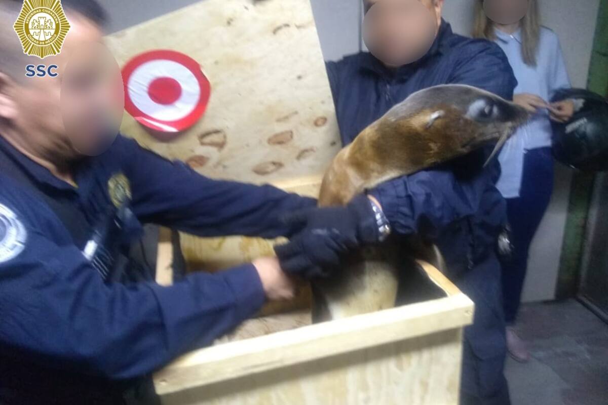 CDMX: Detienen a sujetos que transportaban a lobos marinos en cajas