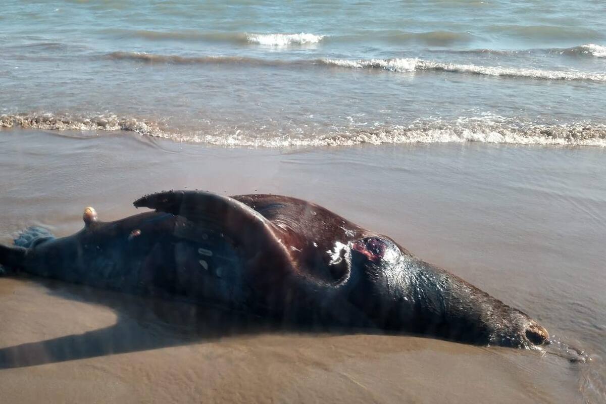 Aparecen en playa animales muertos