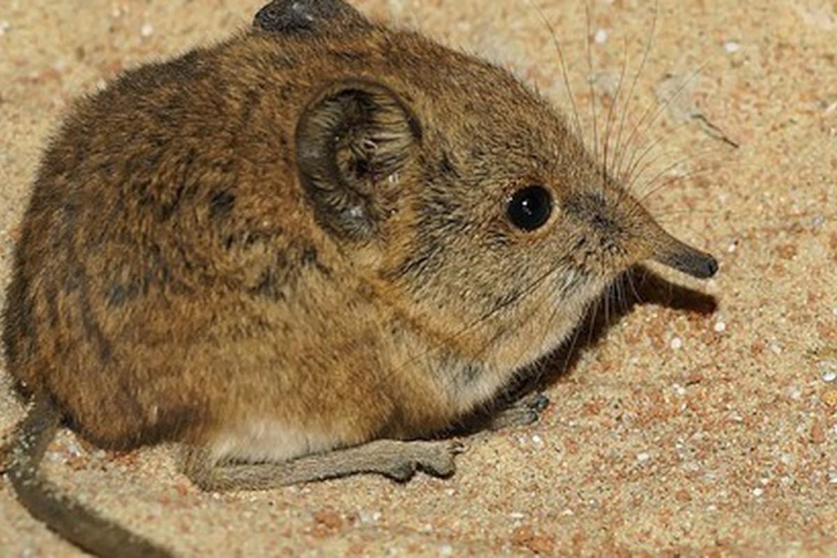 Reaparece la 'musaraña elefante', especie que no se veía desde hace 50 años