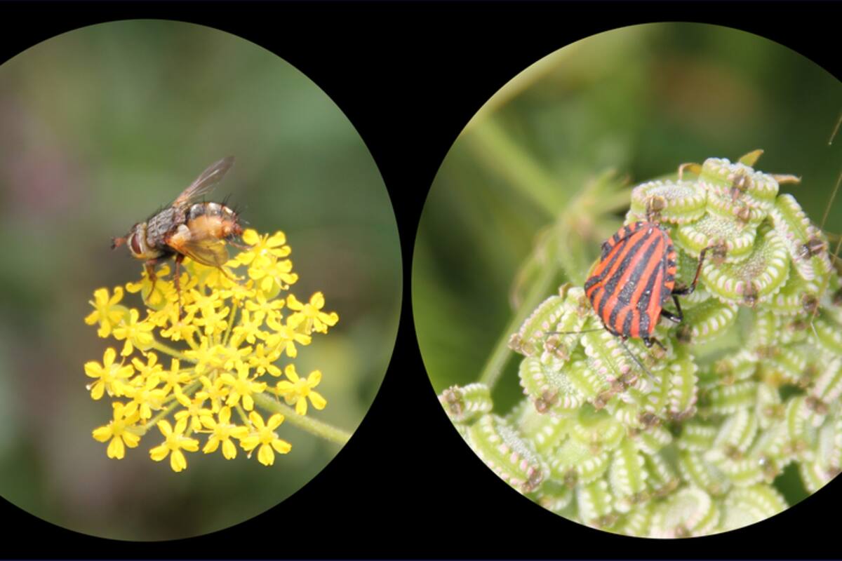 Descubren cientos de virus nuevos transmitidos por insectos