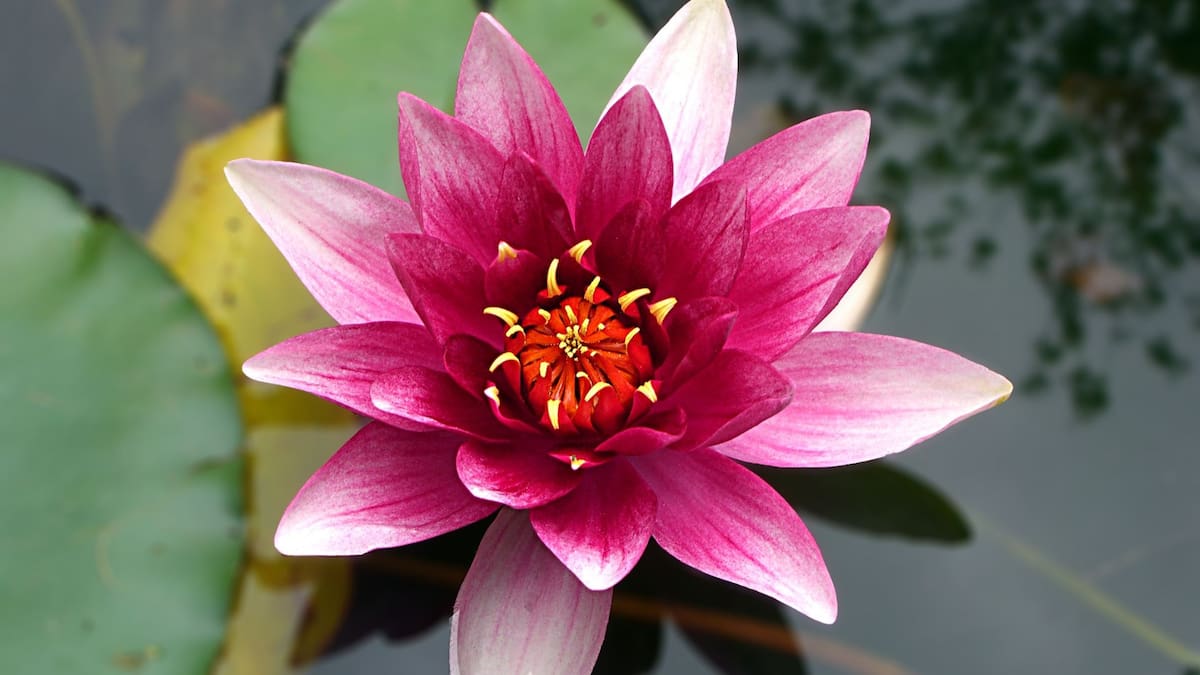 Flor de loto | Foto: Especial