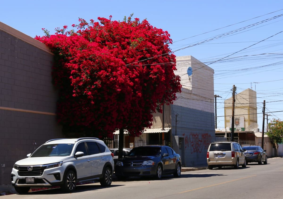 BUGAMBILIAS EN VERANO. En Mexicali, pocas plantas parecen entender mejor el verano que la bugambilia. Esta gigantesca bugambilia del fraccionamiento Infonavit Cucapah es una muestra de cómo la naturaleza también sabe adaptarse al clima extremo de la capital bajacaliforniana (FOTO: SAÚL MARTÍNEZ).