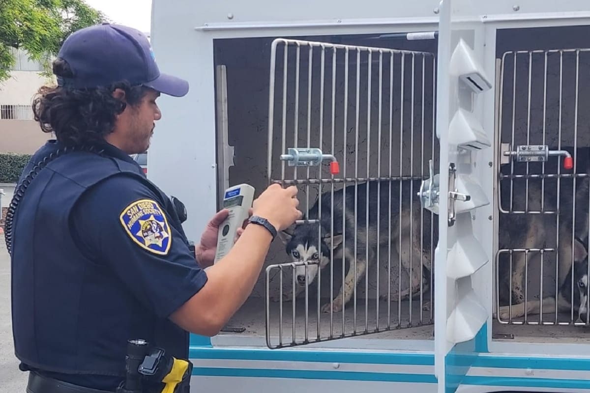 Rescatan más de 20 animales tras desplome de avioneta, reportan algunos con combustible en pelaje
