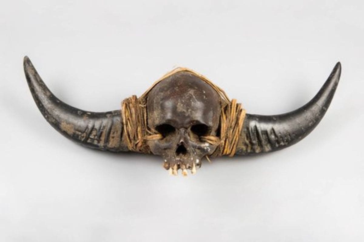 Subasta británica suspende venta de cráneos tras denuncias de comunidades indígenas