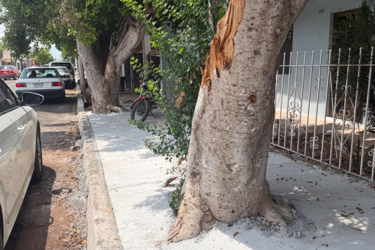 Preocupa a vecinos encementado de árboles durante obras en colonia Cortinas