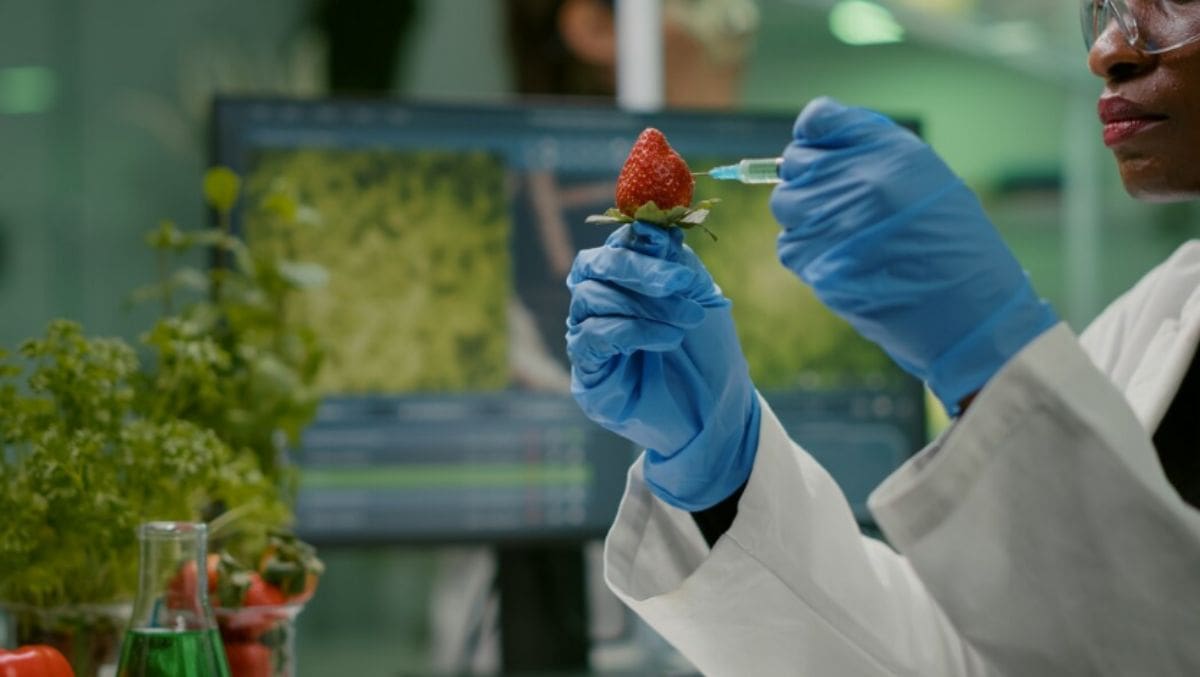 Un dato curioso sobre los productos transgénicos es que algunos de ellos han sido modificados para resistir condiciones ambientales extremas, como sequías o suelos salinos. Esto significa que los agricultores pueden cultivar estas variedades en regiones donde tradicionalmente sería difícil o incluso imposible producir ciertos cultivos, lo que puede ayudar a mejorar la seguridad alimentaria en áreas propensas a condiciones climáticas adversas.