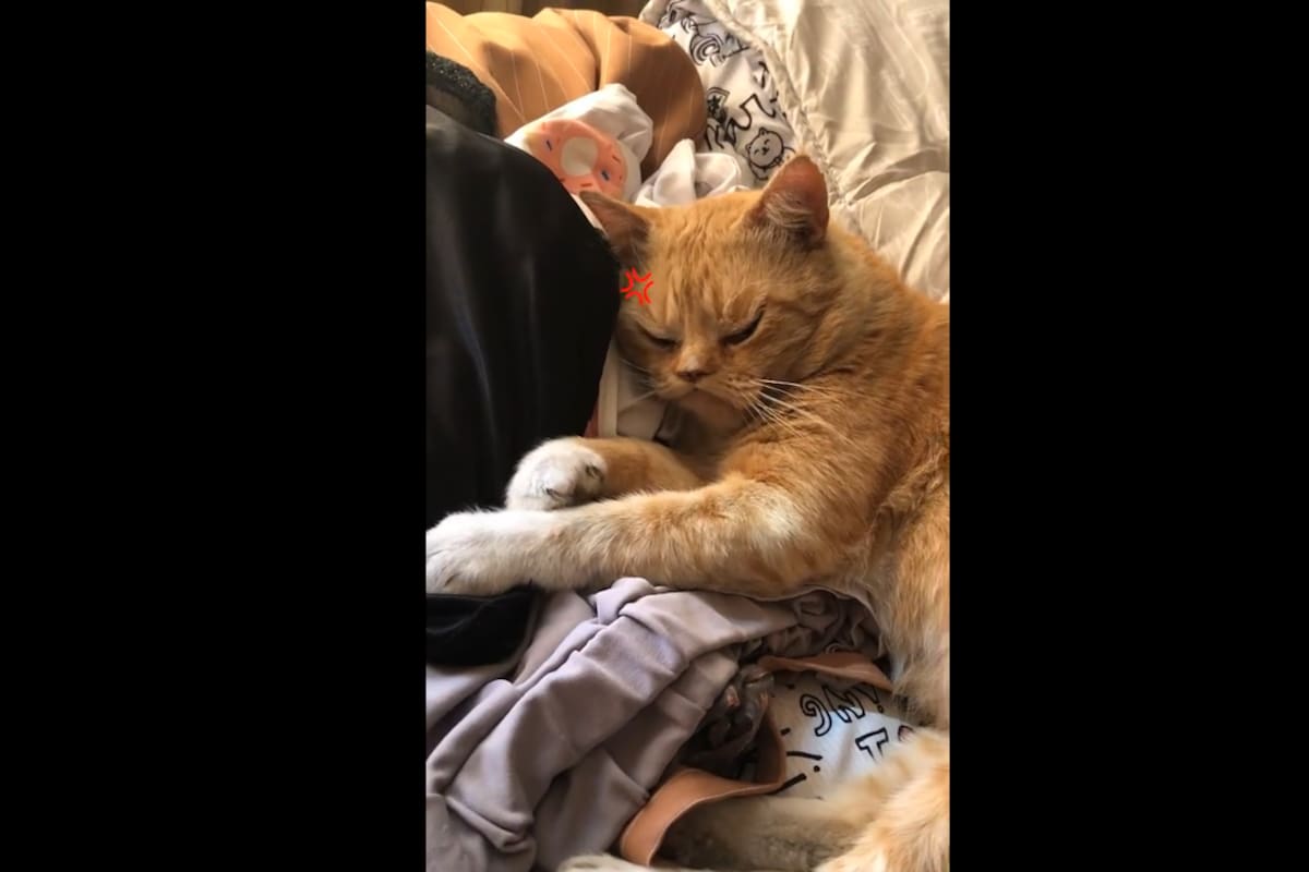 TIKTOK VIDEO: Mujer hace viral a su mascota por utilizar filtro en redes sociales