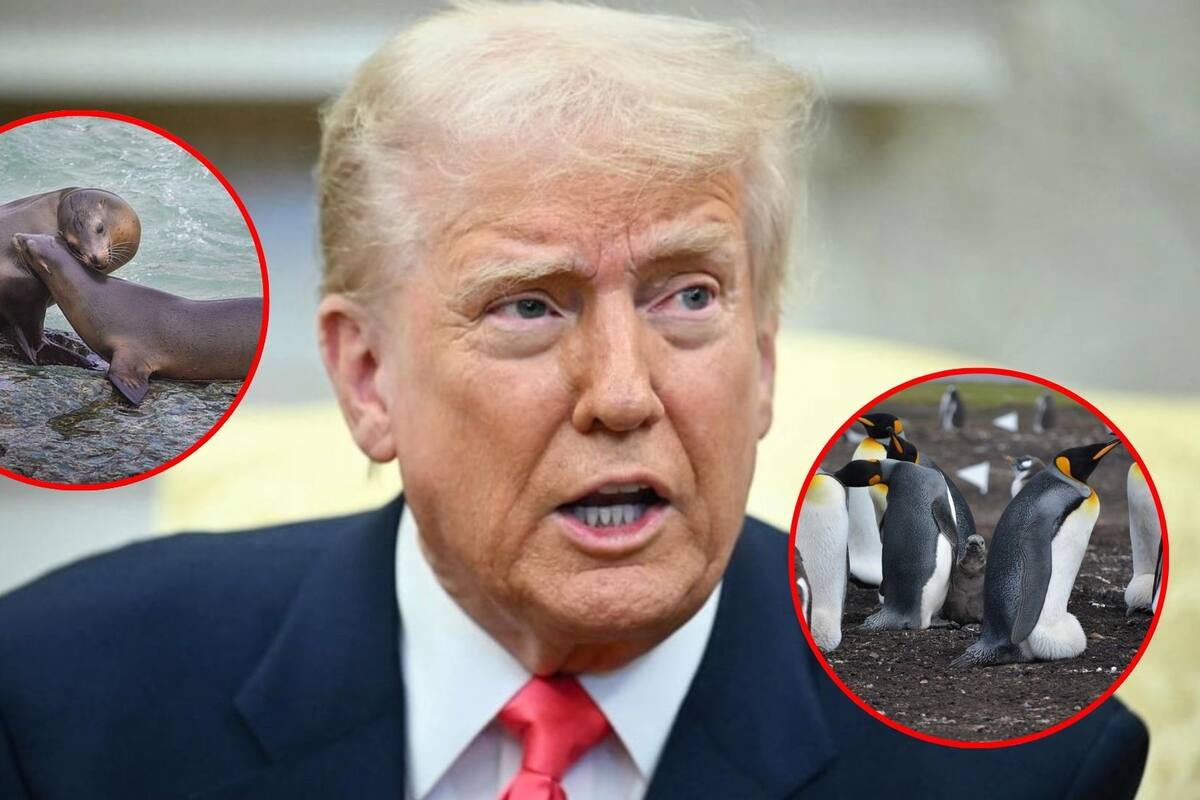 Trump impone aranceles del 10% a islas pobladas por pingüinos y focas